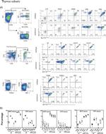 CD3e Antibody in Flow Cytometry (Flow)