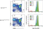 CD4 Antibody in Flow Cytometry (Flow)