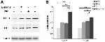 beta Actin Antibody in Western Blot (WB)