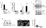 HUNK Antibody