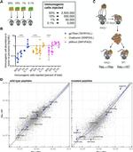 CD45.2 Antibody in Flow Cytometry (Flow)