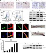 CD31 (PECAM-1) Antibody in Flow Cytometry (Flow)