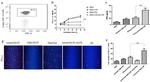 CD8a Antibody in Flow Cytometry (Flow)