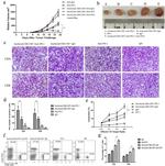 CD8a Antibody in Immunohistochemistry (PFA fixed) (IHC (PFA))