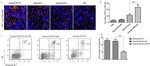 CD279 (PD-1) Antibody in Immunohistochemistry, Flow Cytometry, Neutralization (IHC, Flow, Neu)