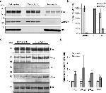 Phospho-Tau (Ser404) Antibody in Western Blot (WB)