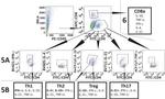 IL-21 Antibody in Flow Cytometry (Flow)