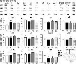 GABRA5 Antibody in Western Blot (WB)