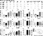 GABRA5 Antibody in Western Blot (WB)