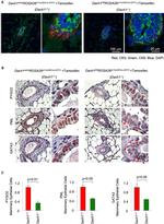 PYGO2 Antibody in Immunohistochemistry (IHC)