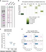 CD16 Antibody in Functional Assay, T-Cell Activation (FN, TCA)