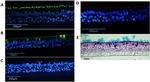 alpha Tubulin Antibody in Immunohistochemistry (IHC)