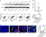 GFAP Antibody in Immunohistochemistry (IHC)