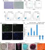 SSEA4 Antibody in Flow Cytometry (Flow)