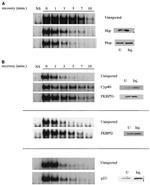 Cyclophilin 40 Antibody in Western Blot (WB)