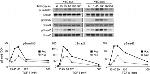 SMAD3 Antibody in Western Blot (WB)