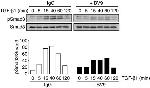 SMAD3 Antibody in Western Blot (WB)