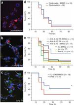 IL-10 Antibody in Neutralization (Neu)