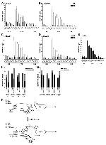 NCoR1 Antibody in ChIP Assay (ChIP)