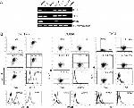 CD268 (BAFF Receptor) Antibody in Flow Cytometry (Flow)