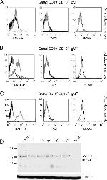 CD268 (BAFF Receptor) Antibody in Western Blot (WB)