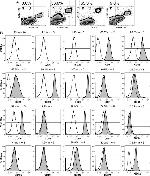 CD14 Antibody in Flow Cytometry (Flow)