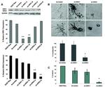 GAPDH Antibody in Western Blot (WB)