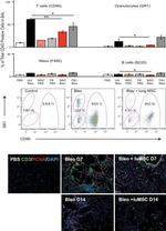 F4/80 Antibody in Flow Cytometry (Flow)