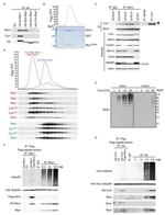 Cullin 1 Antibody in Western Blot (WB)