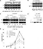 CD4 Antibody in Flow Cytometry (Flow)