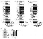 CX3CL1 (Fractalkine) Antibody in Western Blot (WB)