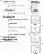 CD41a Antibody in Flow Cytometry (Flow)