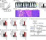 F4/80 Antibody in Immunohistochemistry (IHC)