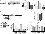 Calsequestrin Antibody in Western Blot (WB)