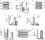 Calsequestrin Antibody in Western Blot (WB)