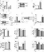 Calsequestrin Antibody in Western Blot (WB)