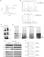 Cullin 1 Antibody in Western Blot (WB)