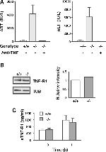 TNF alpha Antibody in Neutralization (Neu)