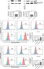 CD31 (PECAM-1) Antibody in Flow Cytometry (Flow)