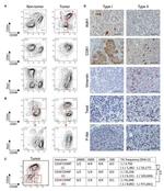 CD24 Antibody in Flow Cytometry (Flow)