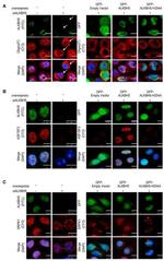 SRSF1 Antibody in Immunocytochemistry (ICC/IF)