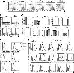 IgD Antibody in Flow Cytometry (Flow)