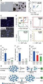 CD3 Antibody in Flow Cytometry (Flow)