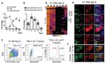 TRA-1-81 (Podocalyxin) Antibody in Flow Cytometry (Flow)