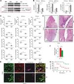 CD45R (B220) Antibody in Immunohistochemistry (IHC)