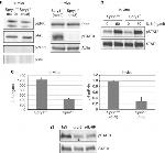 IL-6 Antibody in Neutralization (Neu)