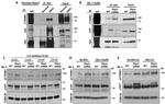 YAP1 Antibody in Immunoprecipitation (IP)