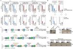 AID Antibody in ChIP Assay (ChIP)