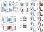 AID Antibody in ChIP Assay (ChIP)