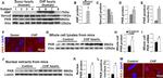 SERCA2 ATPase Antibody in Western Blot (WB)